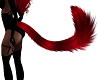 Crimson Cat Tail 2