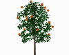 ch)orange tree