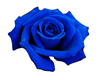 Blue Rose - RUG