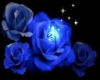 HM BLUE ROSE