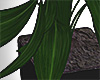 green potted