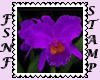 Purple Orchid Biggie