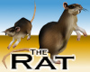 Rat +V