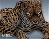 Mel*Leopard pet /Req.