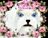 ! Princess White Puppy