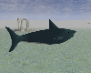 Animated Shark1