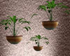 O*3 wall plant&pots