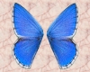 *P*Blue Adonis Wings