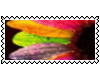 rainbow petals 100x50