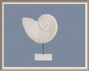 Ocean Nautlis Shell