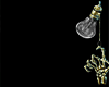 Z* Dimmu B. Head A. Skin