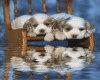 PUPS WITH MOVING WATER..