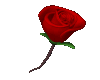 My Rose for You