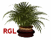 Royal Essence Palm Plant