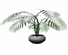 palm leaf plant