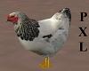 [PXL]Chicken