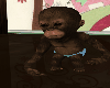 Baby Rico Monkey