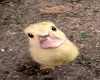 Cute little baby duck