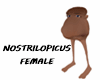 NOSTRILOPICUS FEMALE