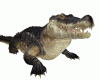 Crocodile
