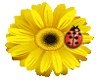 Ladybug Flower Sticker