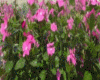 Impatients Pink Plant