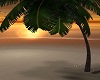 Sunset  Palm Tree
