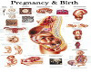LUVI PREGNANCY & BIRTH 