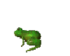 Transparent Hopping Frog