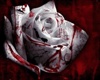 bloody white rose wall