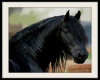Black Horse Portait 