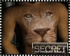 Lion secret