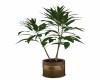 INDOOR  POTTED  PLANT