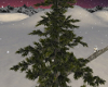 E* Snowy Tree