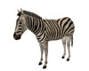 Zebra Still Figure