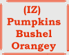 (IZ) Pumpkins Bushel Ory