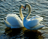 Swan Love Heart