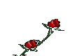 Rose Animated