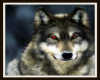 Red eyes wolf