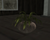 Franklin The House Plant