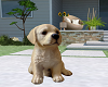 puppy ♡