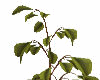 Fig ▲ Plant