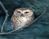 Owl Painting 2