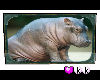 (KK) Hippo Wall Photo