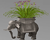 Elephant Plant Grey