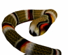[MDW] body Coil Snake