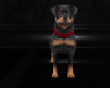 :: ROTTWEILER ::
