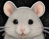 𝖔 my head rat