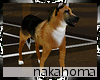 |n| German Shepherd Dog