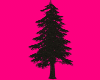 Bobcaygeon White Pine